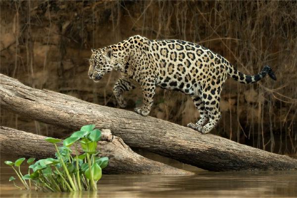 Jaguar emerging from river (%!s(<nil>)) - 