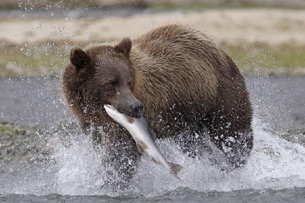 Katmai Bear with Salmon (%!s(<nil>)) - 
