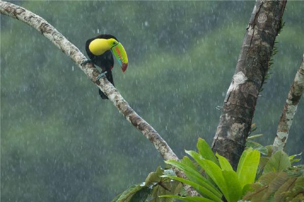 Keel Billed Toucan in the rain (%!s(<nil>)) - 