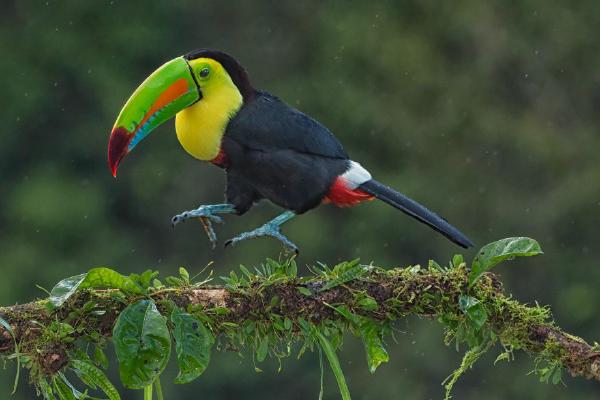 Keel-billed Toucan just hopping along (%!s(<nil>)) - 