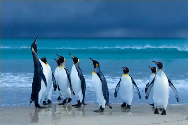 King Penguins Morning Role Call (%!s(<nil>)) - 