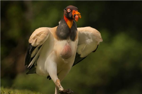 King Vulture walking off a large meal (%!s(<nil>)) - 