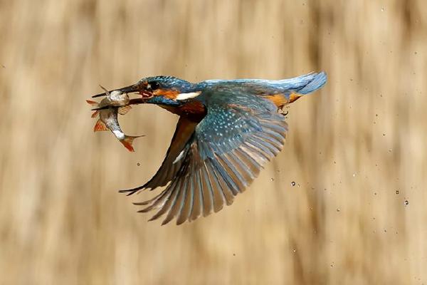 Kingfisher with a Fish (%!s(<nil>)) - 