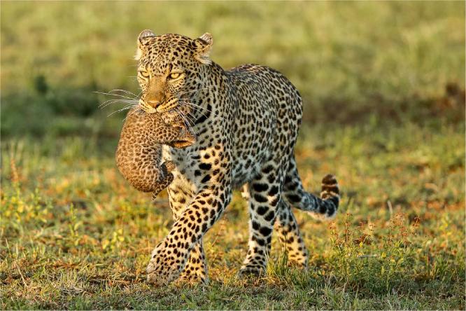 Leopard carrying her two week old cub (%!s(<nil>)) - 