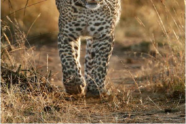 Leopard on the prowl (%!s(<nil>)) - 