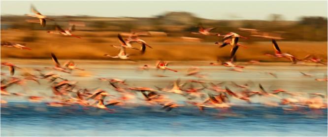 Lesser Flamingoes (%!s(<nil>)) - 