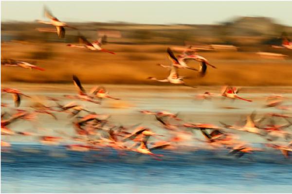 Lesser Flamingoes (%!s(<nil>)) - 