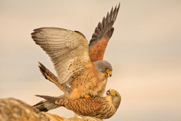 Lesser Kestrels mating (%!s(<nil>)) - 