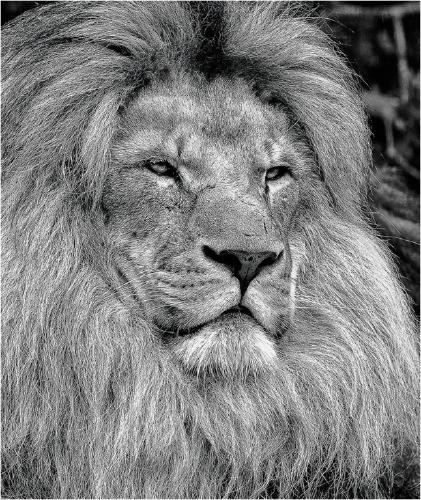 Majestic Lion (%!s(<nil>)) - 