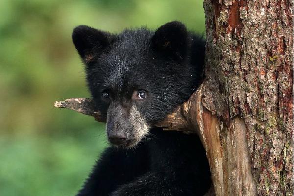 Observant Black Bear cub (%!s(<nil>)) - 
