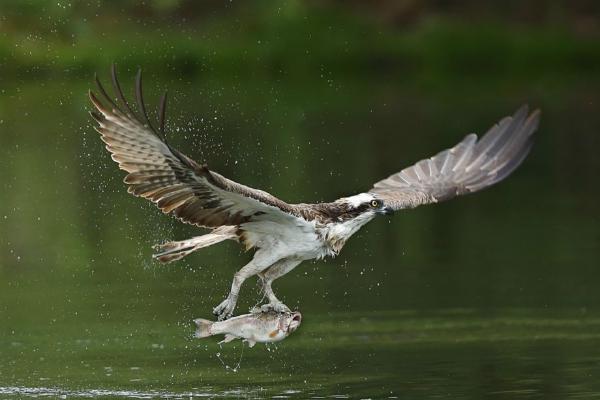 Osprey Collecting Breakfast (%!s(<nil>)) - 