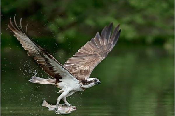Osprey fishing (%!s(<nil>)) - 