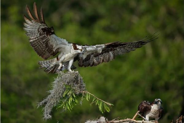 Osprey with nesting material (%!s(<nil>)) - 
