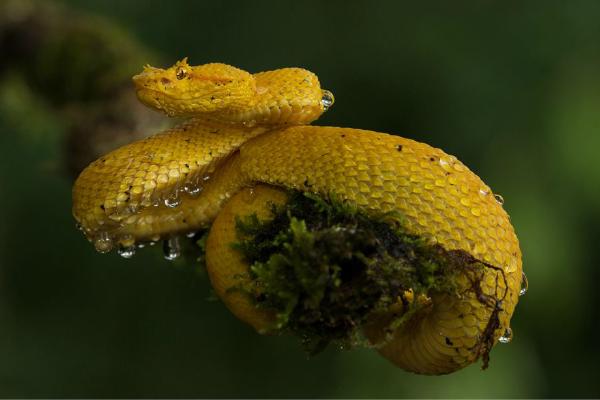 Pit Viper after the rain (%!s(<nil>)) - 