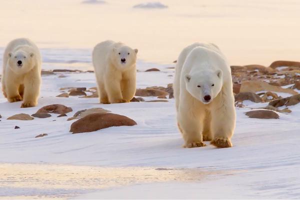 Polar Bear family in evening sun (%!s(<nil>)) - 