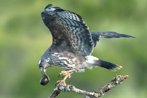 Rare Florida Snail Kite with Apple Snail (%!s(<nil>)) - 