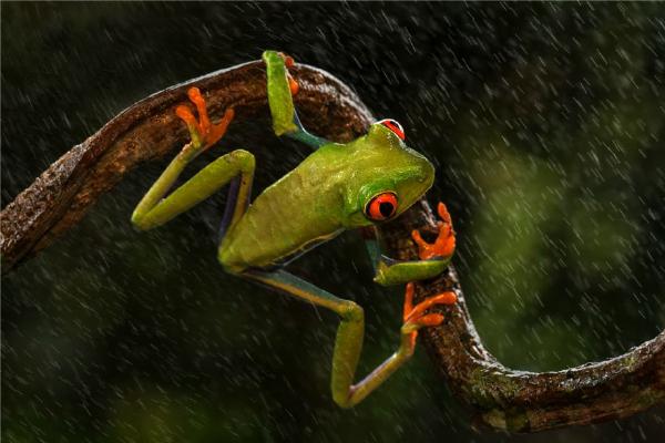 Red eyed Tree Frog in the rain (%!s(<nil>)) - 