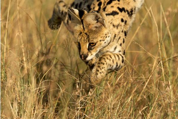 Serval pouncing on prey (%!s(<nil>)) - 