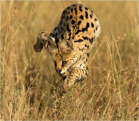 Serval pouncing on prey (%!s(<nil>)) - 