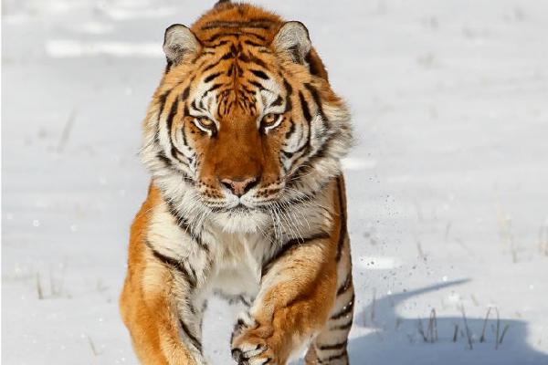 Siberian Tiger pouncing (%!s(<nil>)) - 
