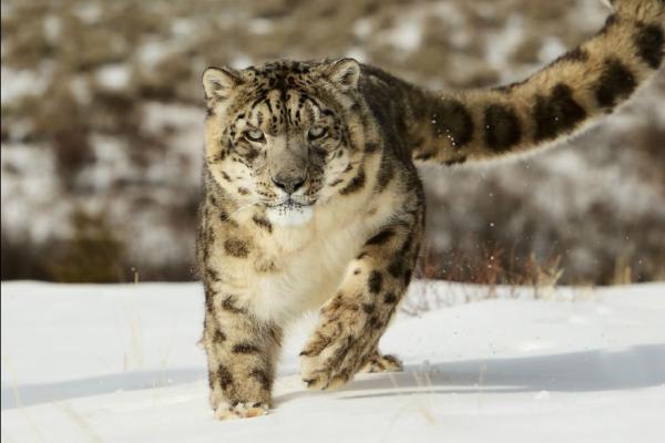 Snow Leopard in full pursuit (%!s(<nil>)) - 