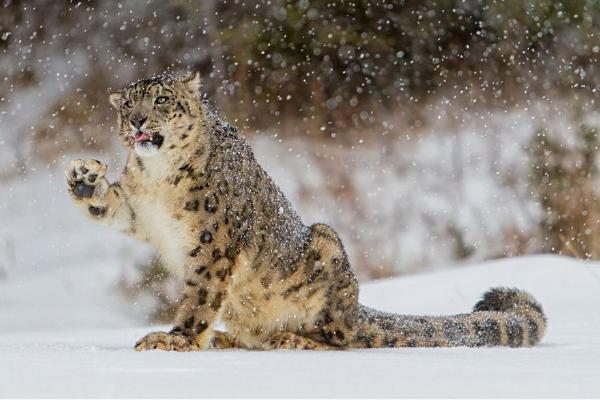 Snow Leopard playing with the snow (%!s(<nil>)) - 