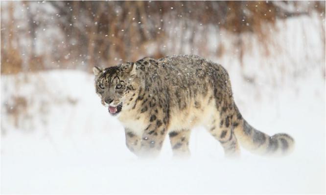 Snow Leopard (%!s(<nil>)) - 