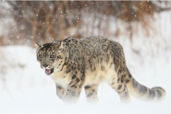 Snow Leopard (%!s(<nil>)) - 