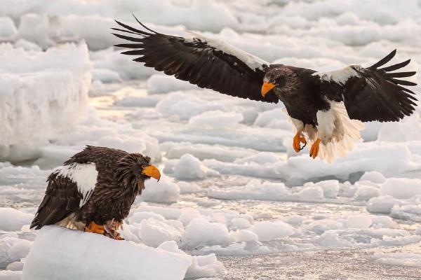Steller Sea Eagles on Sea Ice (%!s(<nil>)) - 