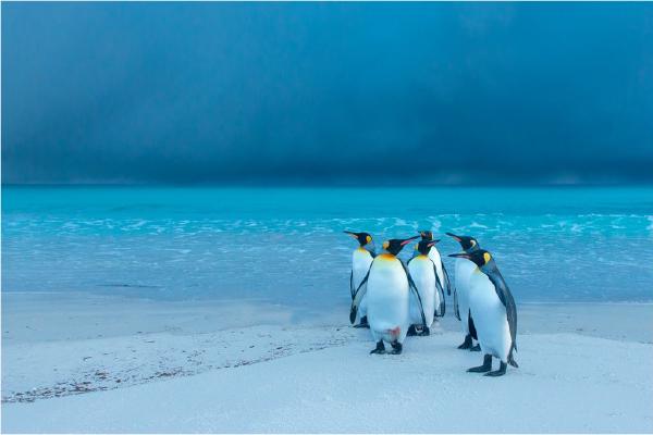Storm brewing over King Penguins (%!s(<nil>)) - 