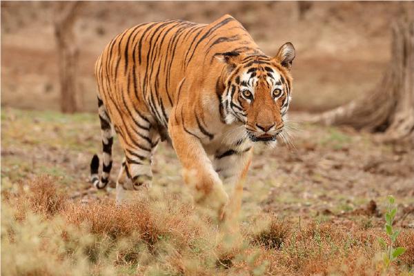 Tiger on the prowl (%!s(<nil>)) - 