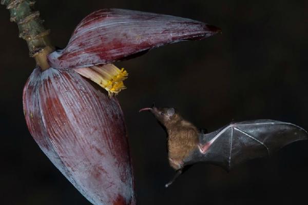 Tiny Nectar Eating Fruit Bat (%!s(<nil>)) - 