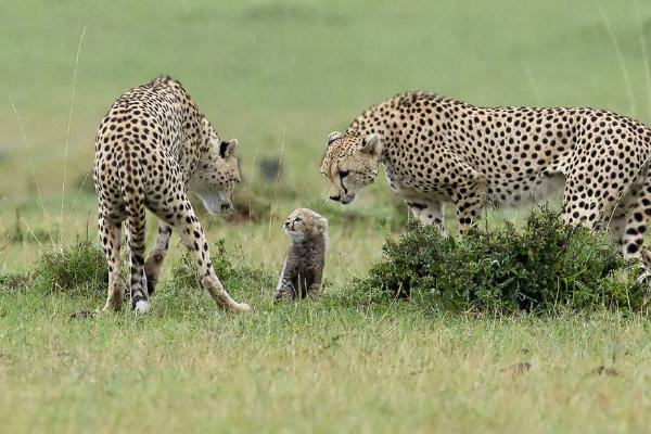 Two male Cheetahs and small cub spells danger (%!s(<nil>)) - 
