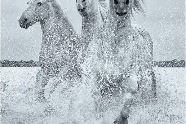 White Stallions Galloping (%!s(<nil>)) - 