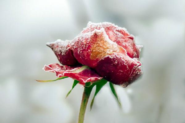 Morning Frost (%!s(<nil>)) - 