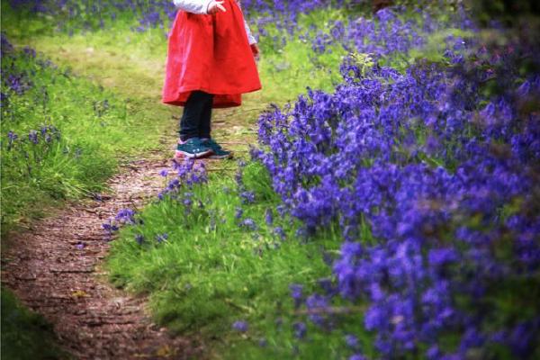 Bluebells in Weeley Woods (%!s(<nil>)) - 