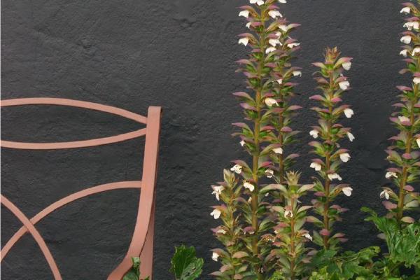 Acanthus and seat (%!s(<nil>)) - 