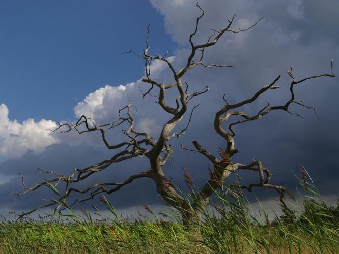 Dead Tree (%!s(<nil>)) -