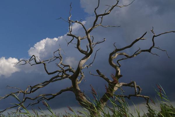 Dead Tree (%!s(<nil>)) - 