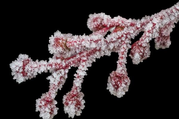 Ice Crystals (%!s(<nil>)) - 