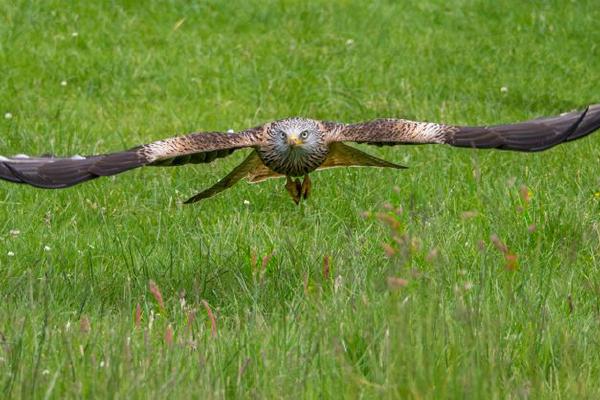 Red Kite with Catch (%!s(<nil>)) - 