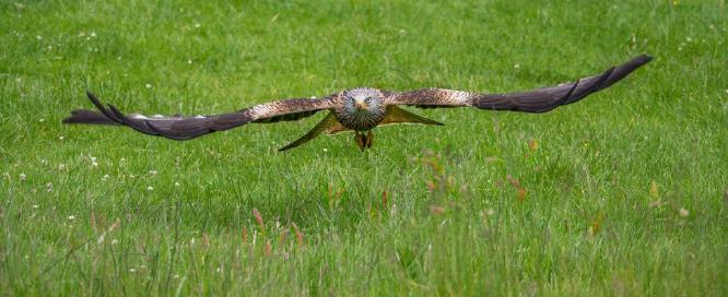 Red Kite with Catch (%!s(<nil>)) -