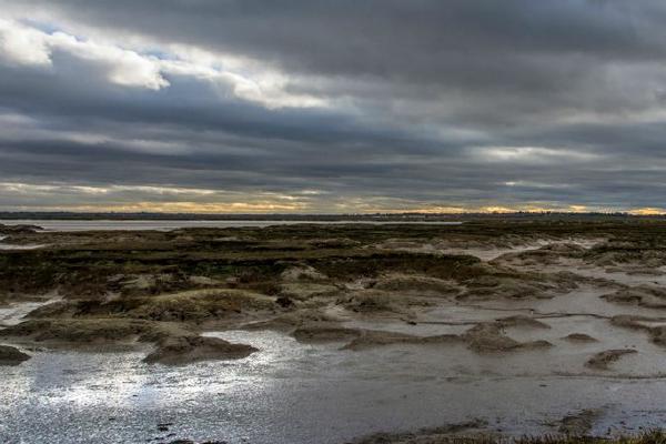 Salt Marsh (%!s(<nil>)) - 