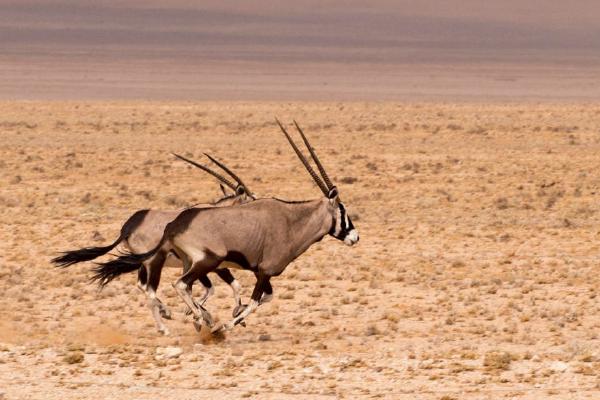 Spooked Gemsbok (%!s(<nil>)) - 
