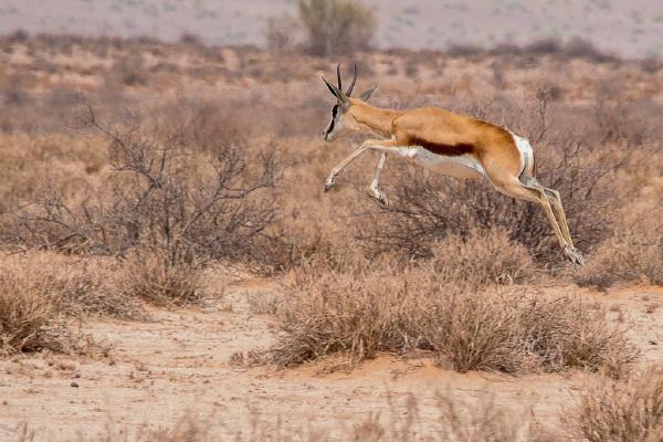 Springbok (%!s(<nil>)) - 