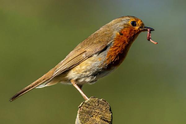 The Early Bird (%!s(<nil>)) - 