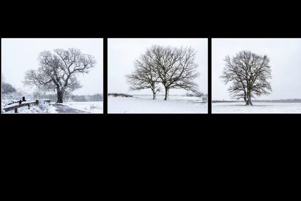 Trees in the Snow (%!s(<nil>)) - 