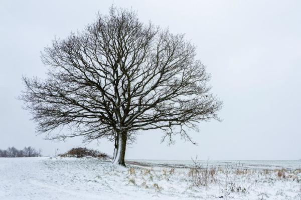 Winter Landscape (%!s(<nil>)) - 