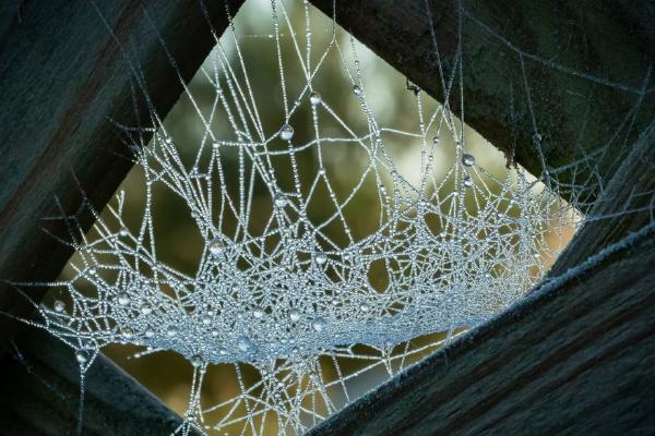 A Frozen Web (%!s(<nil>)) - 