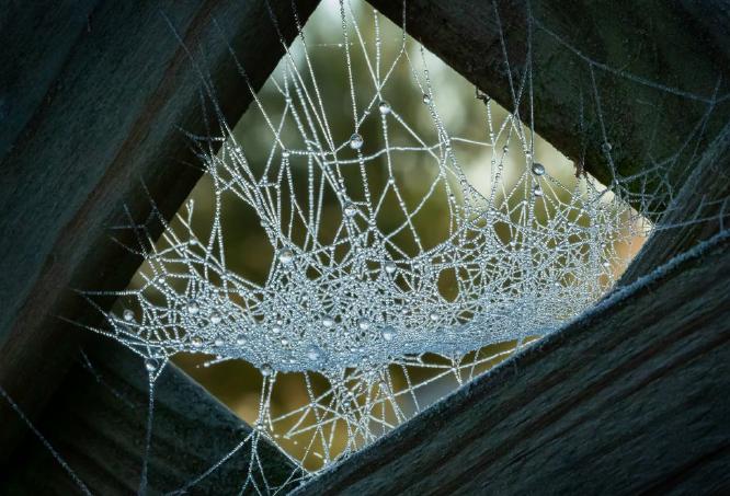 A Frozen Web (%!s(<nil>)) - 